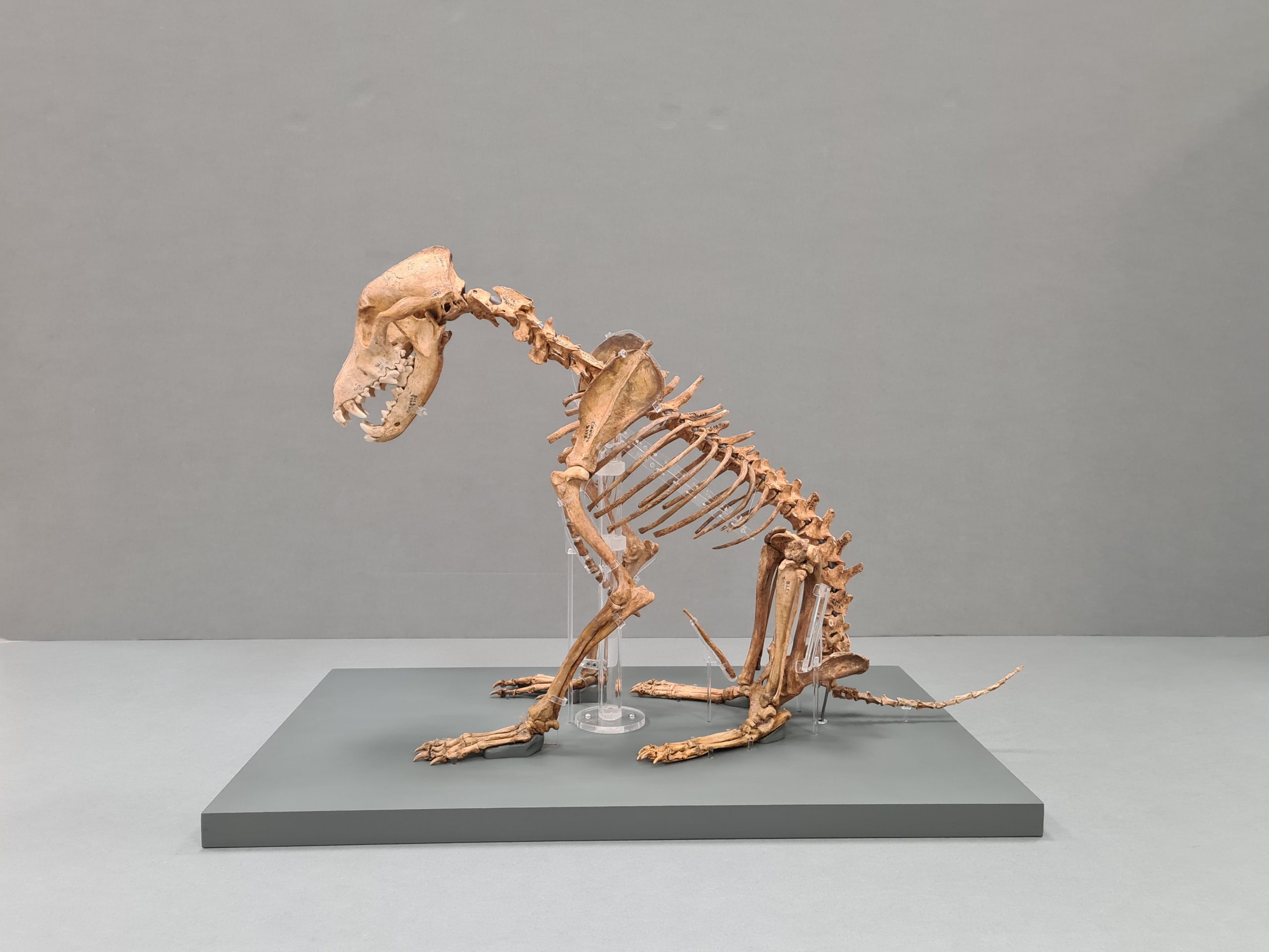 Conserved dog skeleton