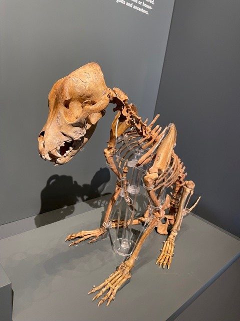 Iron Age Dog